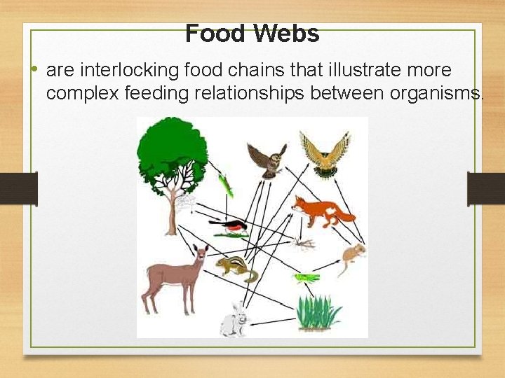Food Webs • are interlocking food chains that illustrate more complex feeding relationships between