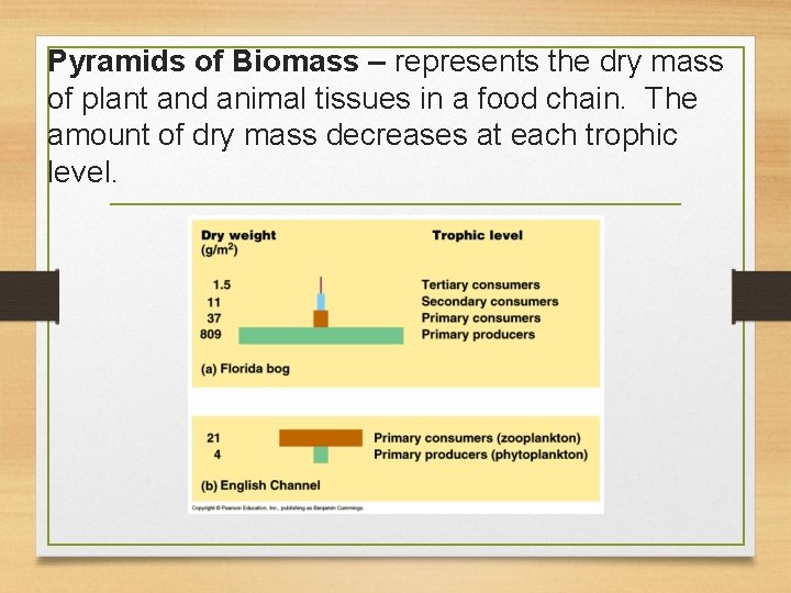 Pyramids of Biomass – represents the dry mass of plant and animal tissues in