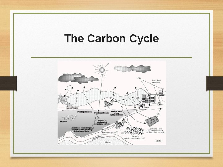 The Carbon Cycle 