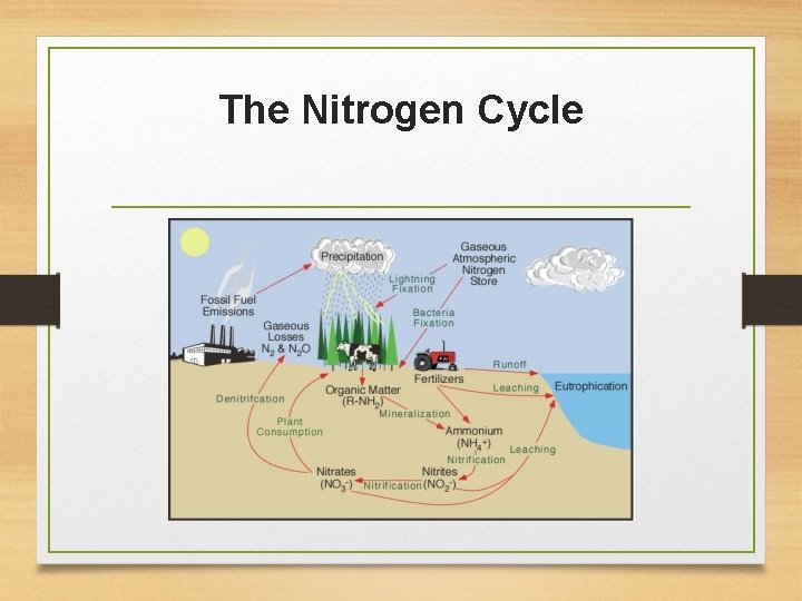 The Nitrogen Cycle 
