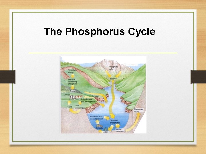 The Phosphorus Cycle 