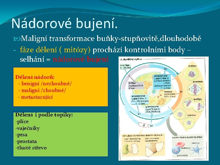Nádorové bujení. Maligní transformace buňky-stupňovitě, dlouhodobě - fáze dělení ( mitózy) prochází kontrolními body