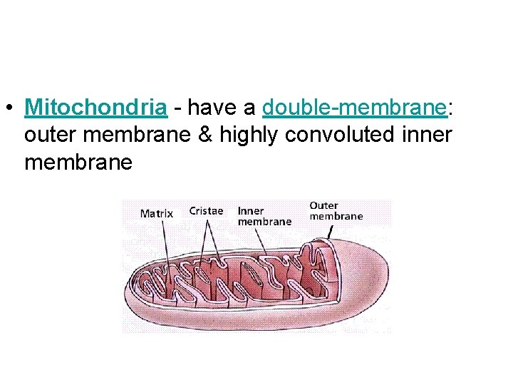  • Mitochondria - have a double-membrane: outer membrane & highly convoluted inner membrane