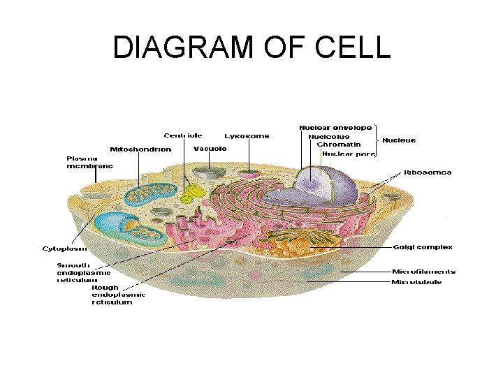 DIAGRAM OF CELL 
