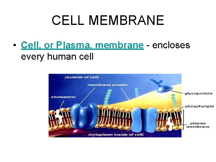 CELL MEMBRANE • Cell, or Plasma, membrane - encloses every human cell 