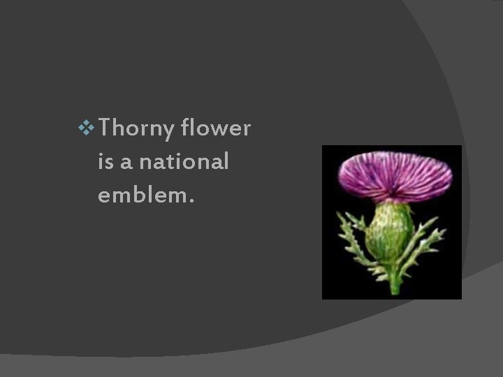 Thistle v Thorny flower is a national emblem. 