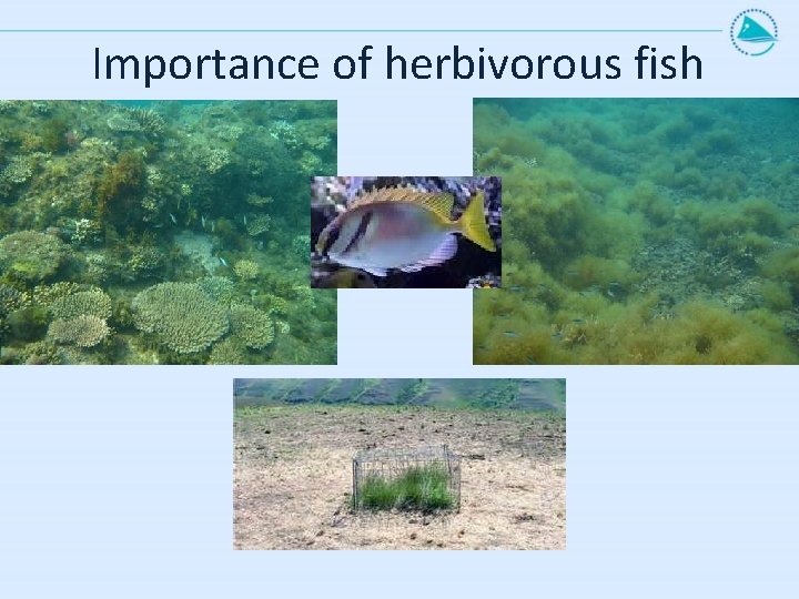Importance of herbivorous fish 