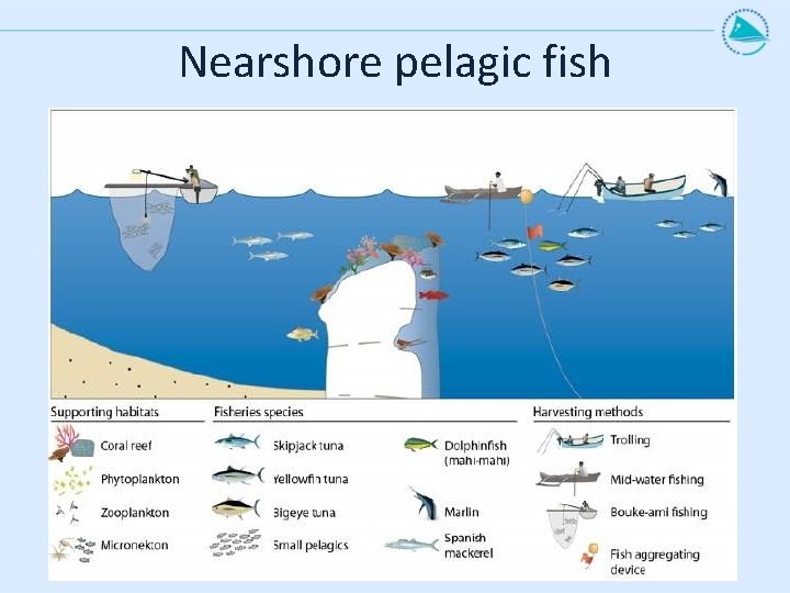 Nearshore pelagic fish 