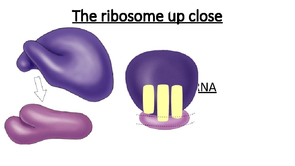The ribosome up close Made of r. RNA and proteins Key features: - 2