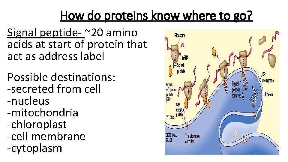 How do proteins know where to go? Signal peptide- ~20 amino acids at start