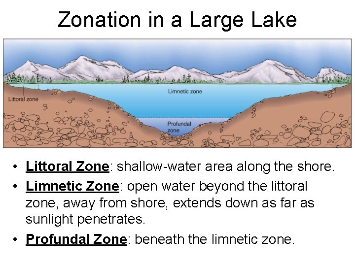 Zonation in a Large Lake • Littoral Zone: shallow-water area along the shore. •