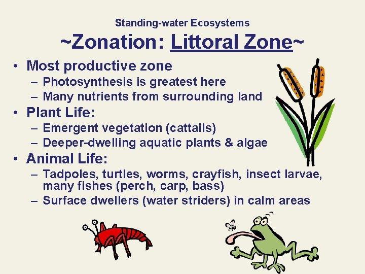 Standing-water Ecosystems ~Zonation: Littoral Zone~ • Most productive zone – Photosynthesis is greatest here