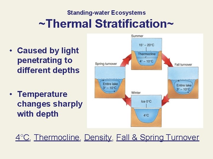 Standing-water Ecosystems ~Thermal Stratification~ • Caused by light penetrating to different depths • Temperature