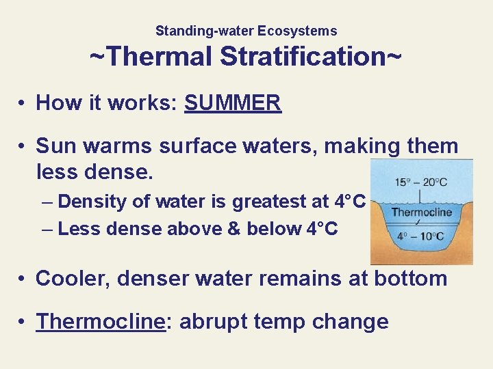 Standing-water Ecosystems ~Thermal Stratification~ • How it works: SUMMER • Sun warms surface waters,