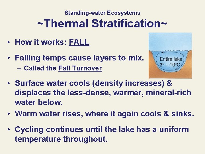 Standing-water Ecosystems ~Thermal Stratification~ • How it works: FALL • Falling temps cause layers