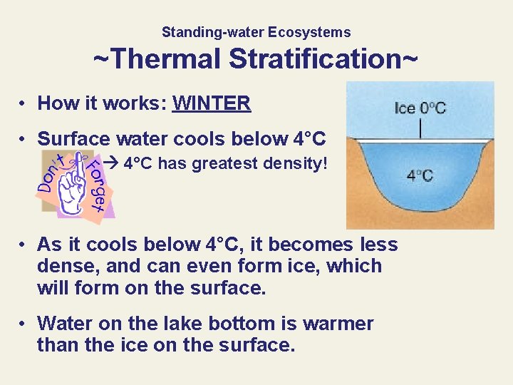 Standing-water Ecosystems ~Thermal Stratification~ • How it works: WINTER • Surface water cools below