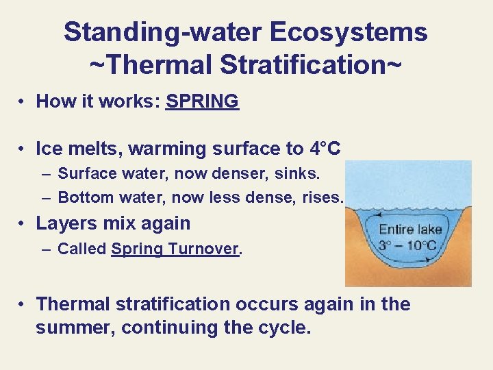 Standing-water Ecosystems ~Thermal Stratification~ • How it works: SPRING • Ice melts, warming surface