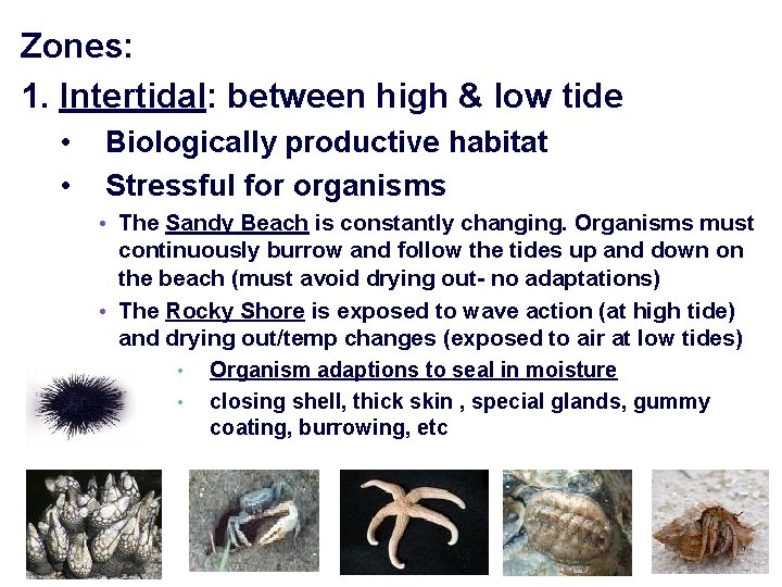 Zones: 1. Intertidal: between high & low tide • • Biologically productive habitat Stressful