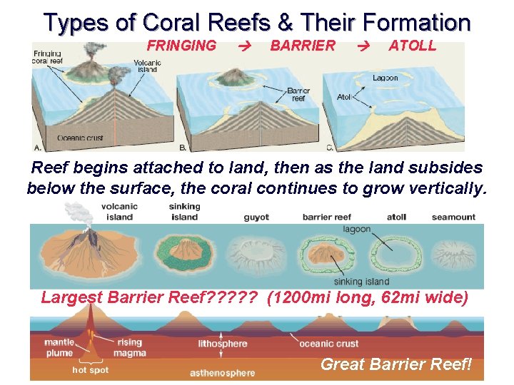 Types of Coral Reefs & Their Formation FRINGING BARRIER ATOLL Reef begins attached to