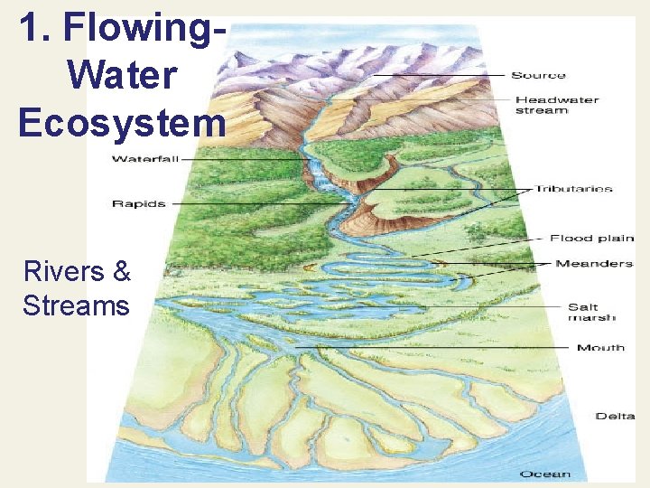 1. Flowing. Water Ecosystem Rivers & Streams 