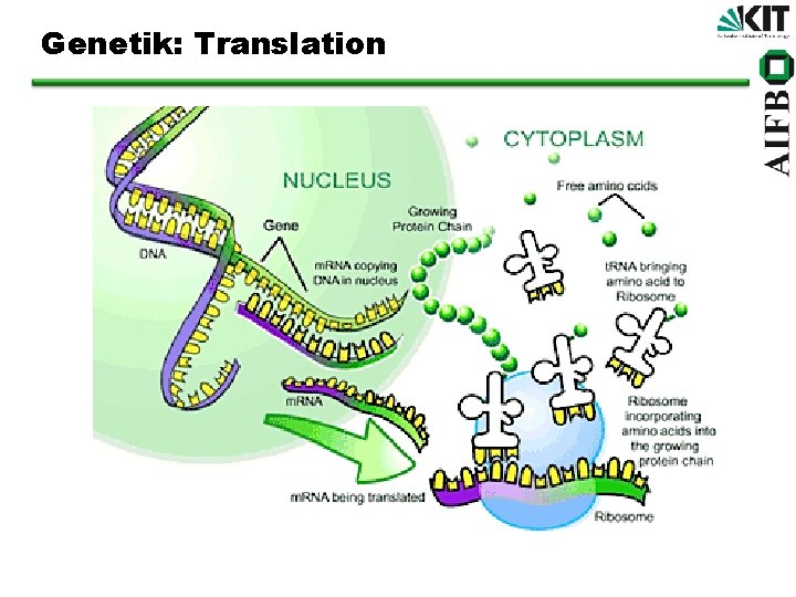 Genetik: Translation 