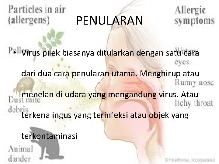 PENULARAN • Virus pilek biasanya ditularkan dengan satu cara dari dua cara penularan utama.