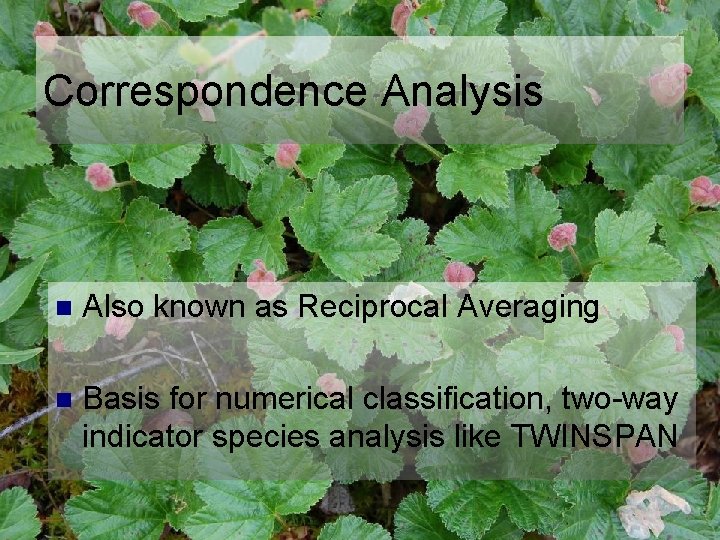 Correspondence Analysis n Also known as Reciprocal Averaging n Basis for numerical classification, two-way