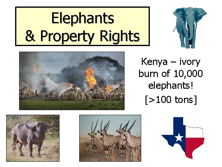Elephants & Property Rights Kenya – ivory burn of 10, 000 elephants! [>100 tons]