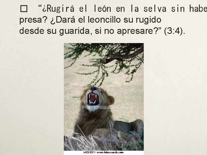 � “¿Rugirá el león en la selva sin habe presa? ¿Dará el leoncillo su