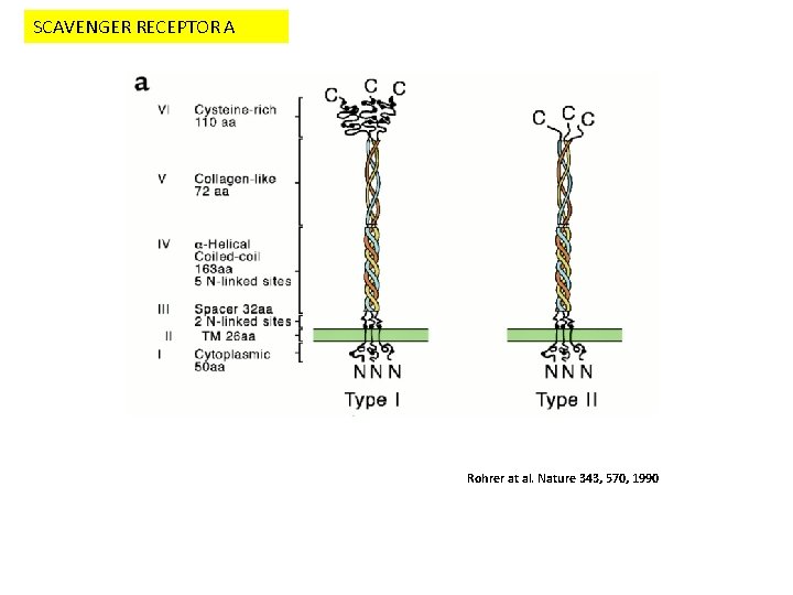 SCAVENGER RECEPTOR A Rohrer at al. Nature 343, 570, 1990 