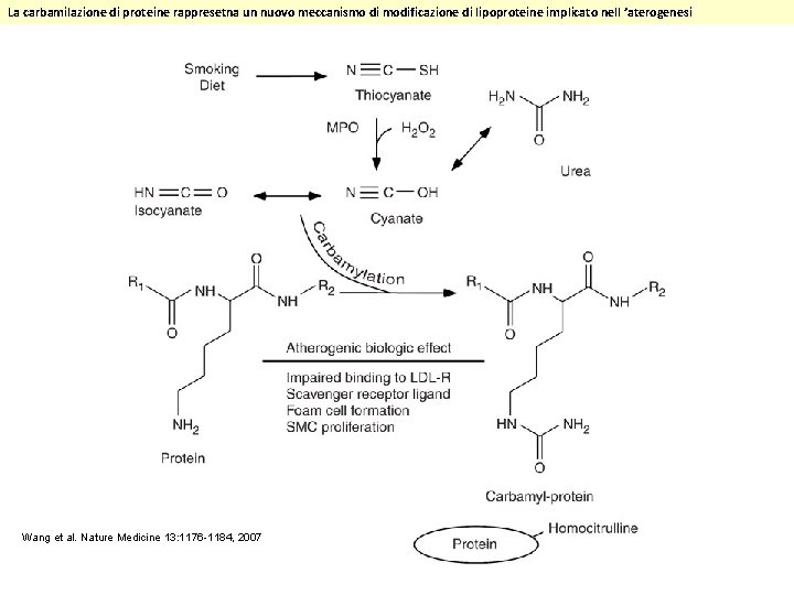 La carbamilazione di proteine rappresetna un nuovo meccanismo di modificazione di lipoproteine implicato nell