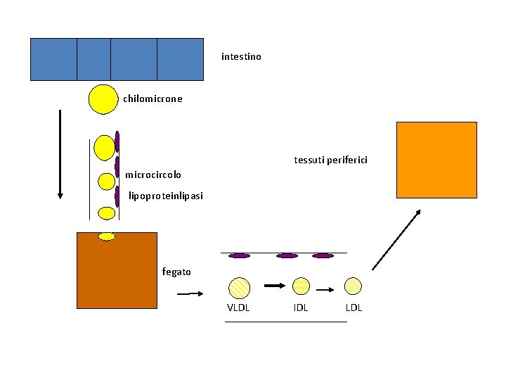 intestino chilomicrone tessuti periferici microcircolo lipoproteinlipasi fegato VLDL IDL LDL 