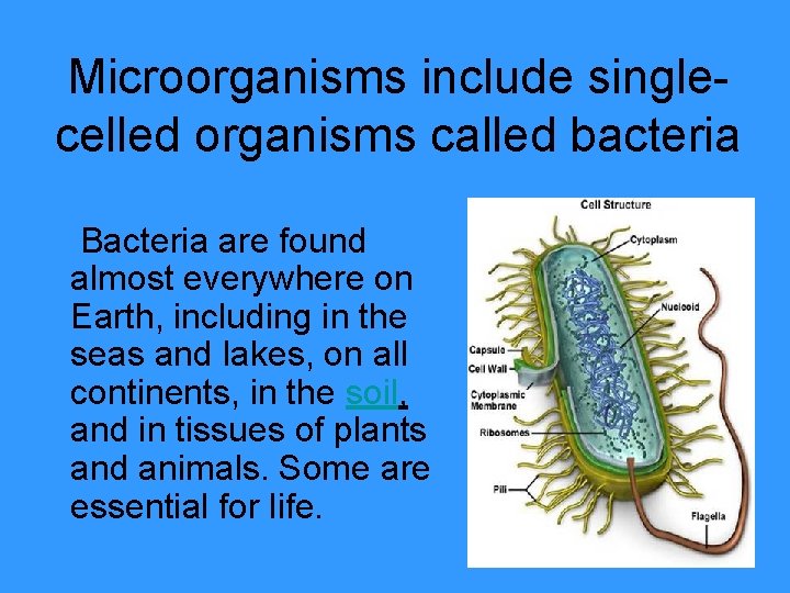 Microorganisms include singlecelled organisms called bacteria Bacteria are found almost everywhere on Earth, including