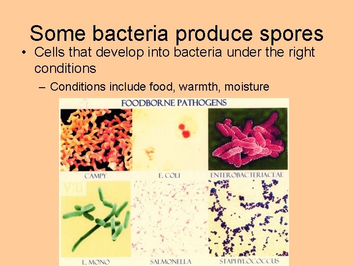 Some bacteria produce spores • Cells that develop into bacteria under the right conditions