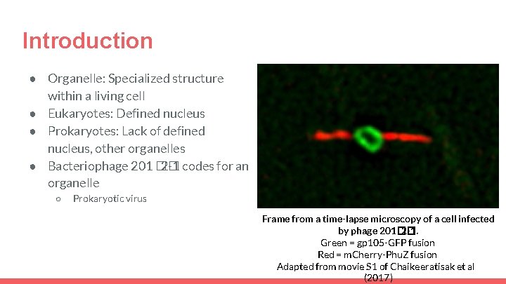 Introduction ● Organelle: Specialized structure within a living cell ● Eukaryotes: Defined nucleus ●