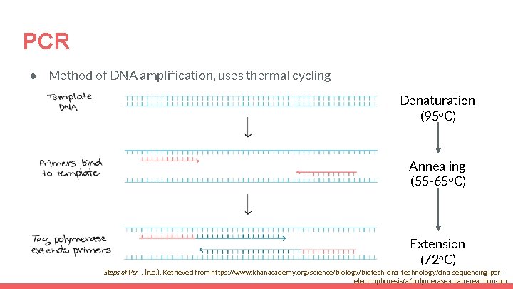 PCR ● Method of DNA amplification, uses thermal cycling Denaturation (95 o. C) Annealing