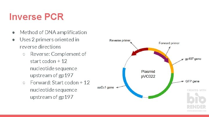 Inverse PCR ● Method of DNA amplification ● Uses 2 primers oriented in reverse