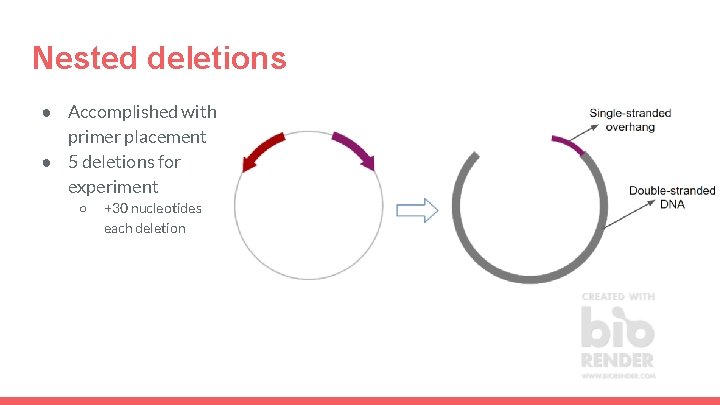 Nested deletions ● Accomplished with primer placement ● 5 deletions for experiment ○ +30