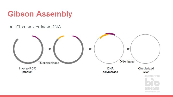 Gibson Assembly ● Circularizes linear DNA 