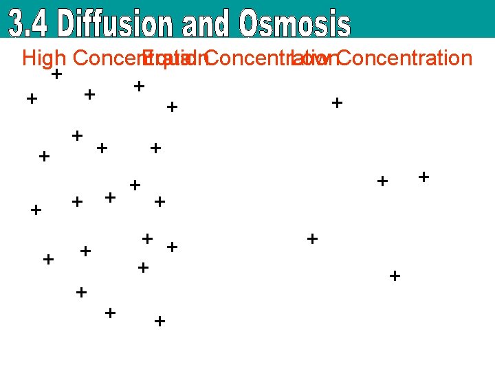 High Concentration Equal Concentration Low Concentration + + + + + + + 