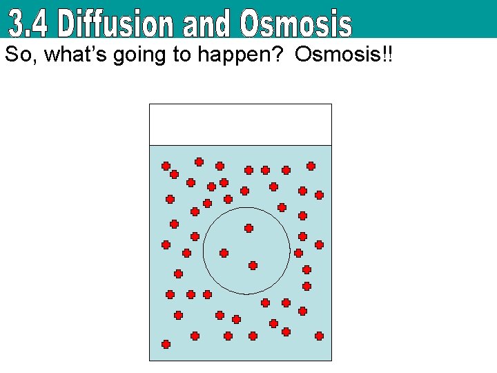 So, what’s going to happen? Osmosis!! 