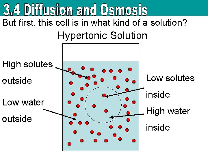 But first, this cell is in what kind of a solution? Hypertonic Solution High
