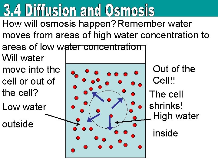 How will osmosis happen? Remember water moves from areas of high water concentration to