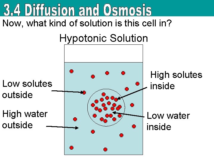 Now, what kind of solution is this cell in? Hypotonic Solution Low solutes outside