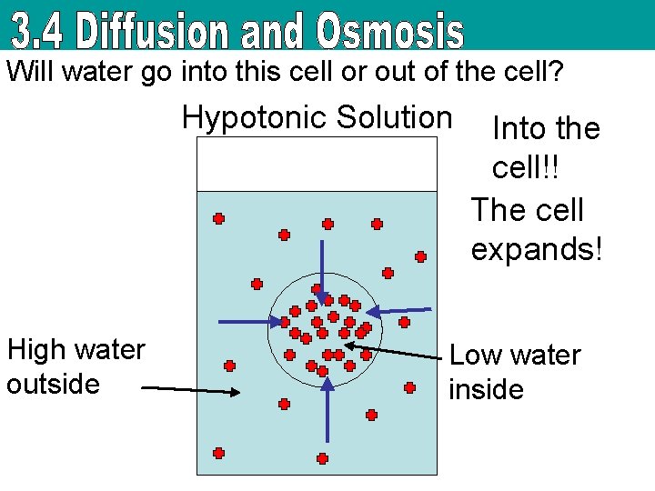 Will water go into this cell or out of the cell? Hypotonic Solution High