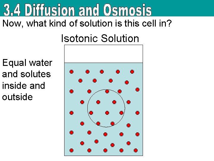 Now, what kind of solution is this cell in? Isotonic Solution Equal water and