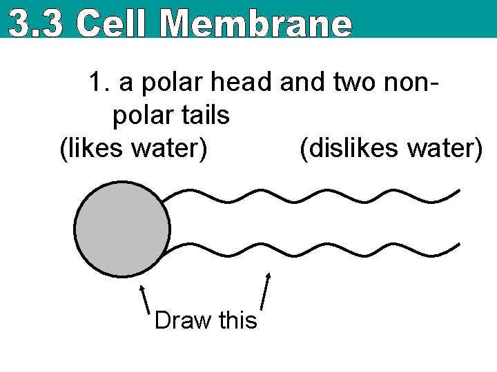 1. a polar head and two nonpolar tails (likes water) (dislikes water) Draw this