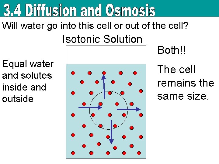 Will water go into this cell or out of the cell? Isotonic Solution Equal