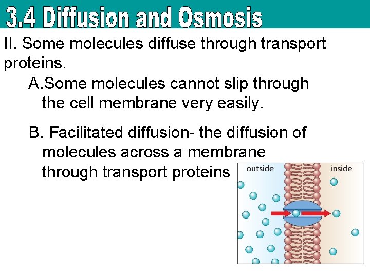 II. Some molecules diffuse through transport proteins. A. Some molecules cannot slip through the