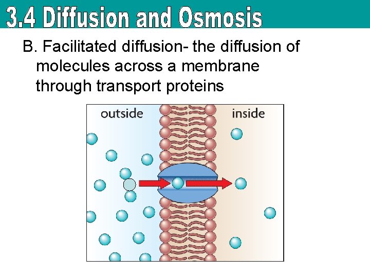 B. Facilitated diffusion- the diffusion of molecules across a membrane through transport proteins 